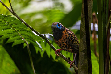 Ocellated Antbird