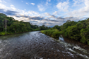 river flowing into the forest