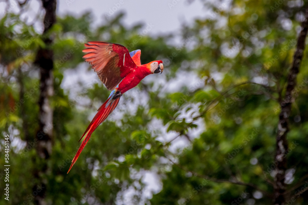 Canvas Prints Red Macaw Ara