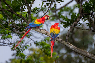 Red Macaw Ara