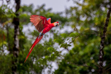 Red Macaw Ara