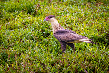 Caracara