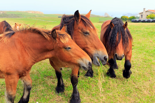 Group portrait of beautiful horses