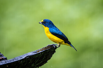 Yellow Throated Euphonia