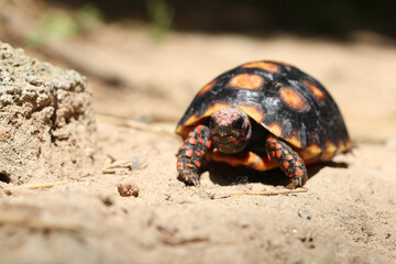 Cute small baby Red-foot Tortoise in the nature,The red-footed tortoise (Chelonoidis carbonarius) is a species of tortoise from northern South America