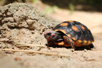 Cute small baby Red-foot Tortoise in the nature,The red-footed tortoise (Chelonoidis carbonarius) is a species of tortoise from northern South America