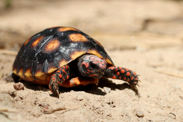 Cute small baby Red-foot Tortoise in the nature,The red-footed tortoise (Chelonoidis carbonarius) is a species of tortoise from northern South America