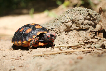 Cute small baby Red-foot Tortoise in the nature,The red-footed tortoise (Chelonoidis carbonarius) is a species of tortoise from northern South America