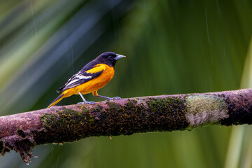 Baltimore Oriole