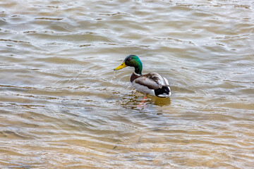 Anas platyrhynchos. Male Mallard Duck swimming in the Bernesga River, León, Spain.