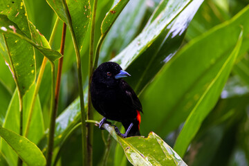 Scarlet Rumped Tanager