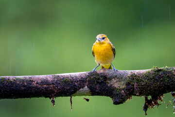 Baltimore Oriole