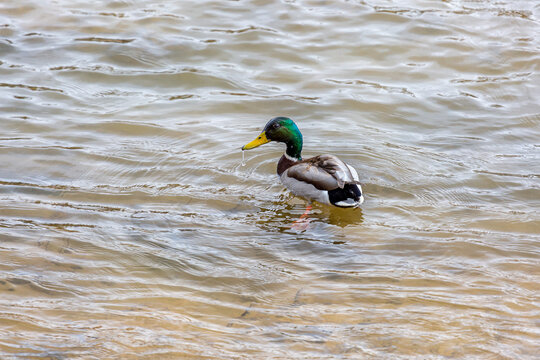 Anas platyrhynchos. Male Mallard Duck swimming in the Bernesga River, León, Spain.
