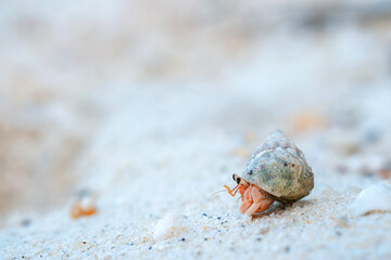 Small hermit crab on sandy beach background with cute bright colors. Copy space.