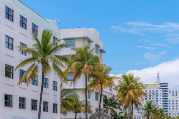 Coconut trees outside the modern mid-rise buildings in Miami, Florida. There are buildings on the left behind the coconut trees in a row.