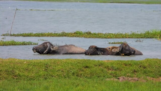 Two buffalo to soak in the canal in the countryside, Bufflo in the lake, Hot weather, Thailand.