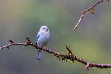 Blue greay Tanager