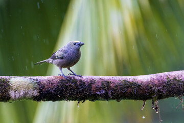 Palm Tanager