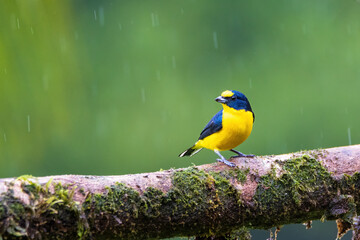 Yellow Throated Euphonia