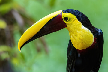 Keel Blled Toucan