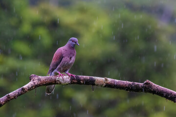 Pale Vented Pigeon