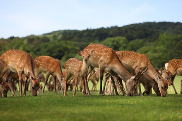 Naklejka na ściany i meble deer pack in Japan Nara 