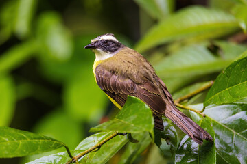 Grey Capped Flycatcher
