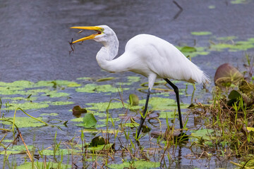 Great Egret