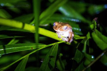 frog on a leaf