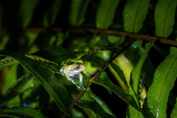 frog on a leaf