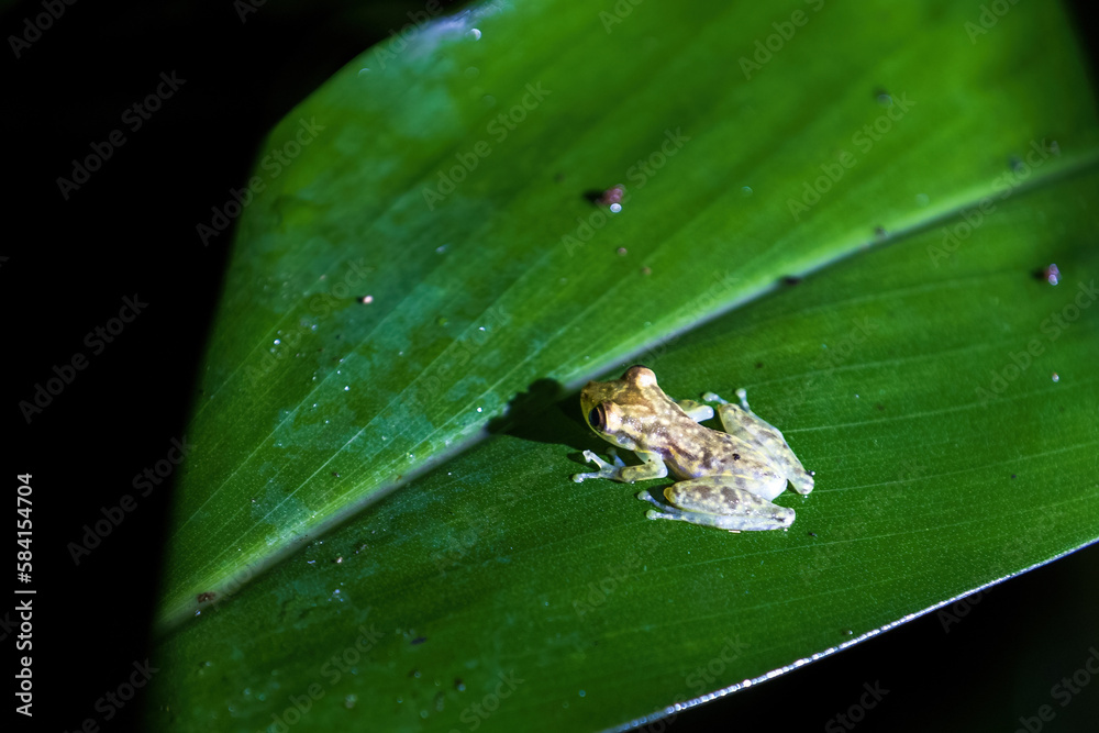 Poster frog on leaf