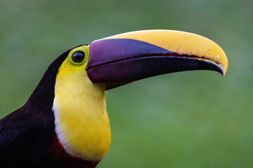 Fototapeta premium Keel Blled Toucan
