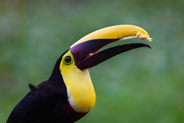 Keel Blled Toucan