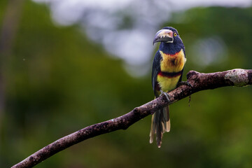 Collared Aracari