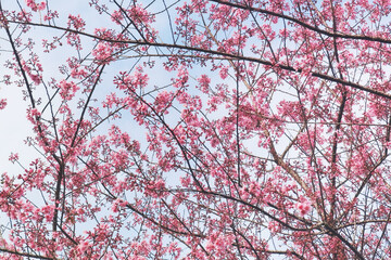 Phaya suae flower or sakura flower in Thailand