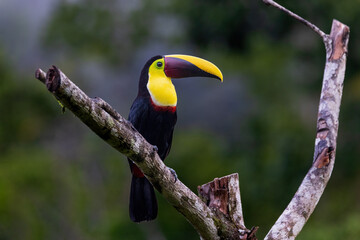 Keel Blled Toucan