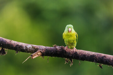 Orange Cheeked Parakeet Parrot