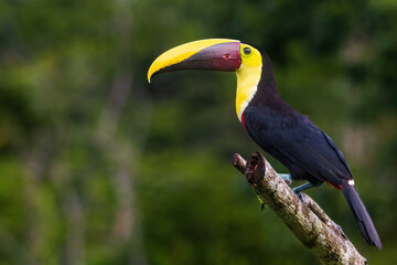 Keel Blled Toucan