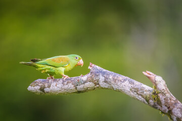 Orange Cheeked Parakeet Parrot