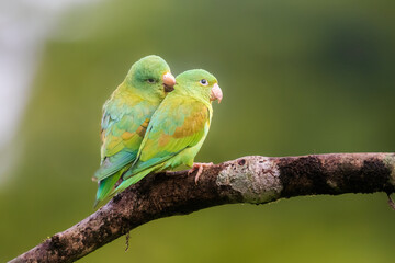Orange Cheeked Parakeet Parrot