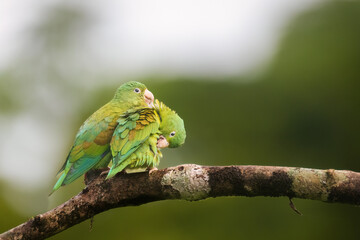 Orange Cheeked Parakeet Parrot