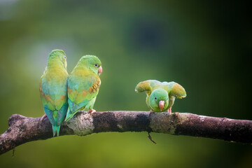 Orange Cheeked Parakeet Parrot