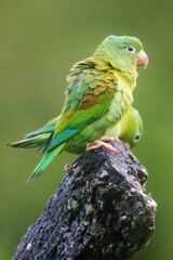 Orange Cheeked Parakeet Parrot