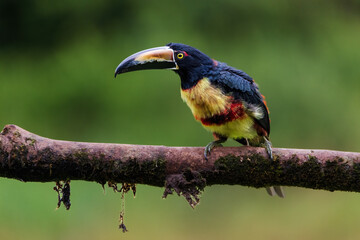 Collared Aracari