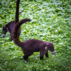 White Nosed Coati
