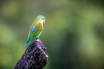 Orange Cheeked Parakeet Bird