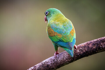 Orange Cheeked Parakeet Bird