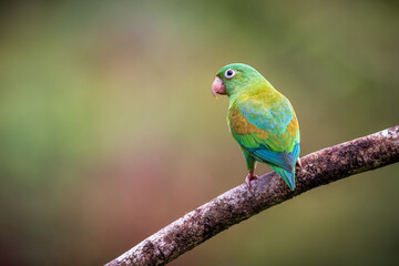 Orange Cheeked Parakeet Bird