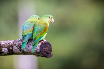 Orange Cheeked Parakeet Bird