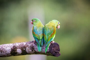 Fototapeta na wymiar Orange Cheeked Parakeet Bird